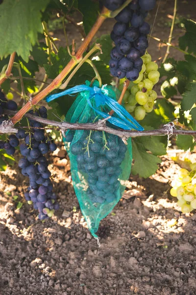 Chronione dojrzałe winogrona z drobną siatką torby wiszące na gałęziach — Zdjęcie stockowe