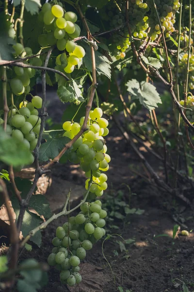 Racimo de uvas maduras en una vid — Foto de Stock