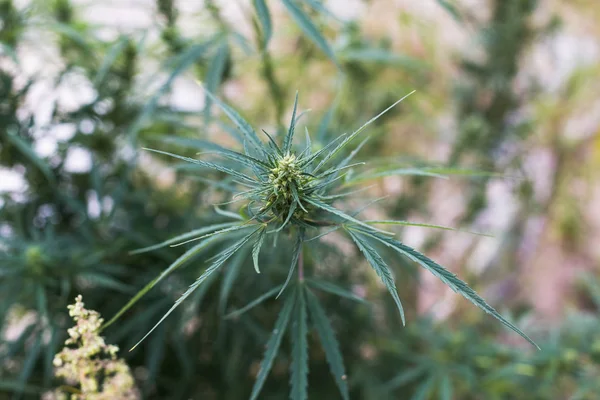 Una planta de cannabis, un arbusto de marihuana en el campo —  Fotos de Stock