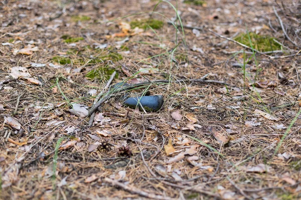 Viejo zapato perdido en el bosque de pinos . —  Fotos de Stock