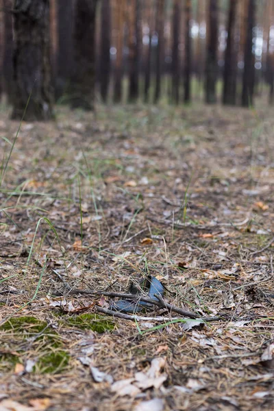 Velho sapato único perdido na floresta de pinheiros . — Fotografia de Stock