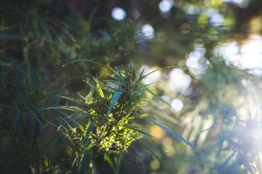 Bir kenevir bitki, kırsal kesimde bir esrar çalı