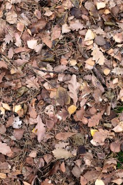 Karanlık sonbahar arka plan tasarımı için yaprakları