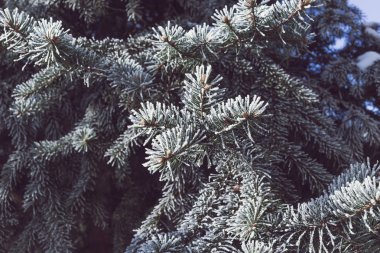 Güzel ladin dalı, kırağı kaplamış.