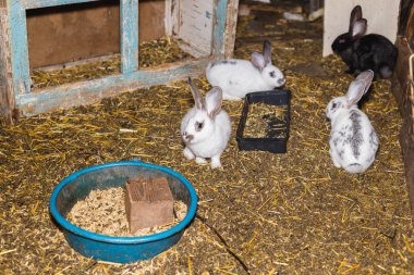 Küçük bir kulübede tavşan büyük bir grup ıslahı.