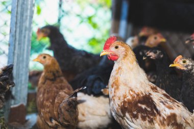 Çiftlikteki tavuklar. Tonlanmış, stil, renk fotoğrafı