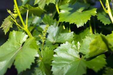  Bahar zamanında üzüm bağları üzerinde genç yeşil üzüm dalları