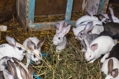 Küçük bir kulübede tavşan büyük bir grup ıslahı.