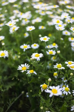 Yabani papatya çiçeği bir alan üzerinde. Güzel bokeh arka plan.