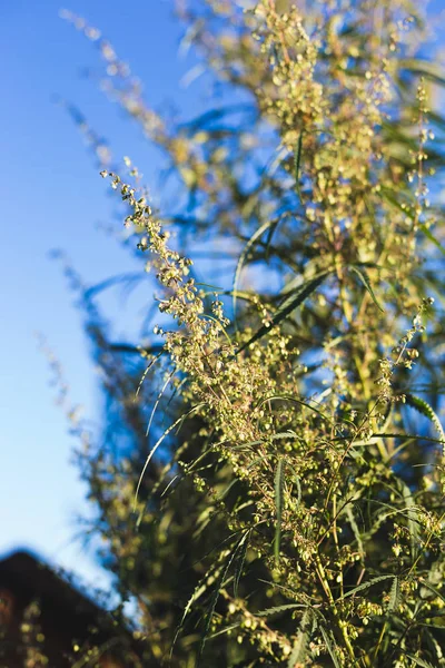 Una planta de cannabis, un arbusto de marihuana en el campo —  Fotos de Stock