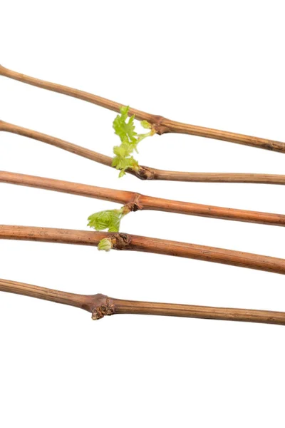 El proceso de cultivo de los plantones de uva de la vid . — Foto de Stock