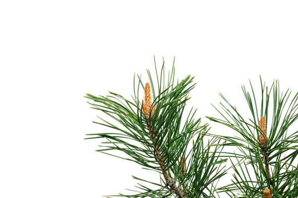 Spruce branch with young cones isolated on white background — Stock Photo, Image