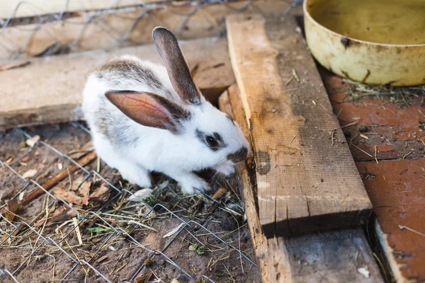 Breeding a large group of rabbits in a small shed. — Stock Photo, Image