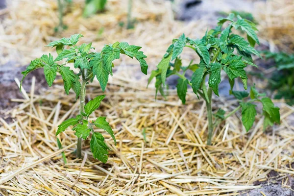 Kumlu toprakta bahçede genç mulched domates