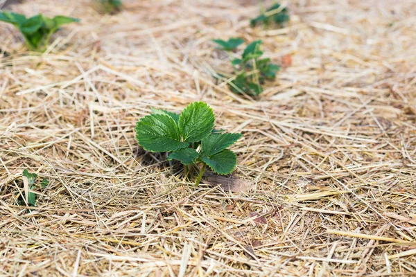 Bahçede çilek mulching
