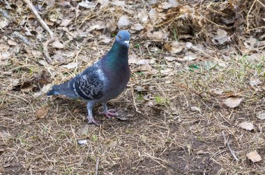 Yere serilmiş güvercin