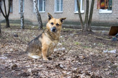 Bir sokak köpeği çöplü bir zeminde oturur.