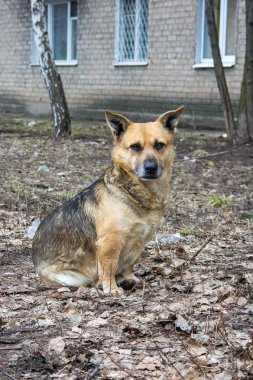 Bir sokak köpeği çöplü bir zeminde oturur.
