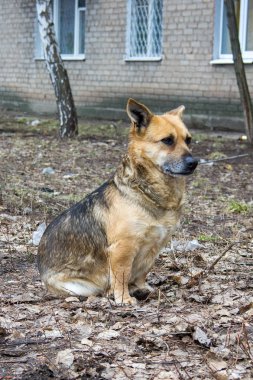 Bir sokak köpeği çöplü bir zeminde oturur.