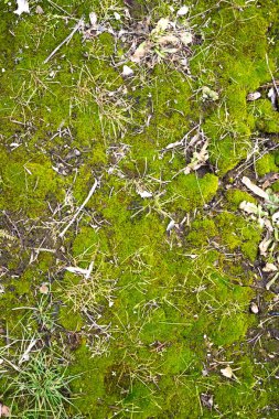 yeşil yosun arka plan dokusu