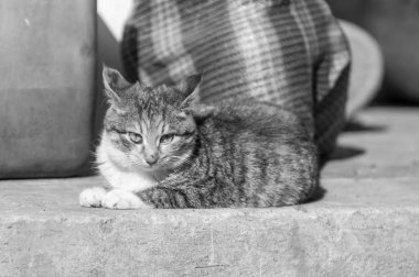 Köyde kedi tek renkli fotoğraf