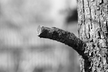 Ağaç dalLarını kes. Tek renkli fotoğraf.