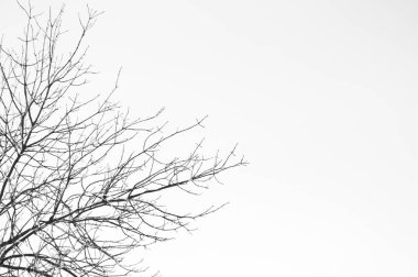 Ağaç dalı. Tek renkli fotoğraf. Metin için yer.