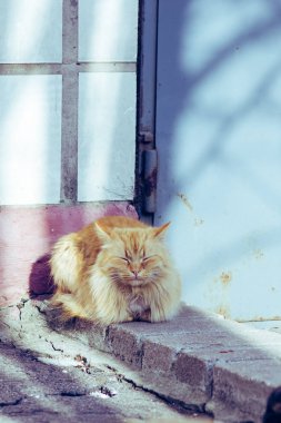 Turuncu evsiz kedi