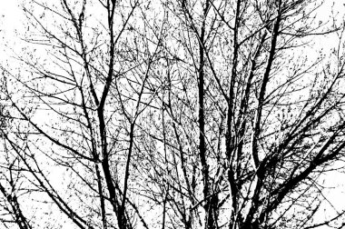 Yapraksız Siluet Ağacı. Metin için yer.