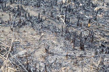 Ormanda çıkan yangından sonra küller