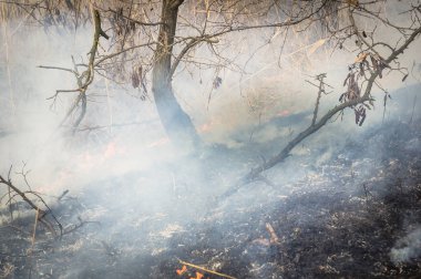 Göldeki ormanda yangın