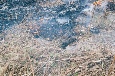 Göldeki ormanda yangın