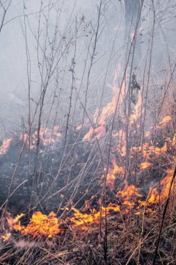 Göldeki ormanda yangın