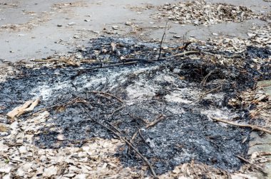 Ormanda çıkan yangından sonra küller