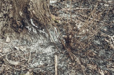 Ormanda çıkan yangından sonra küller