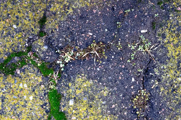 Textura de fundo de asfalto com rachaduras e musgo — Fotografia de Stock