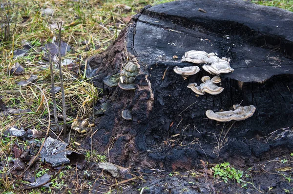 Mushrooms on the burnt stump — Stock Photo, Image