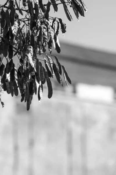 Acacia branch. Black and white photo