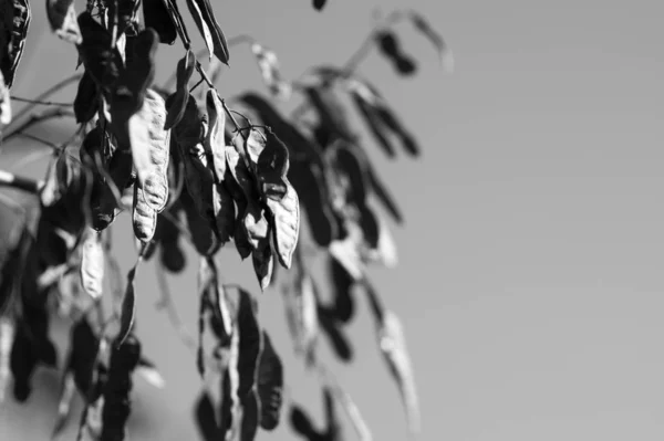 Rama de Acacia. Foto en blanco y negro — Foto de Stock