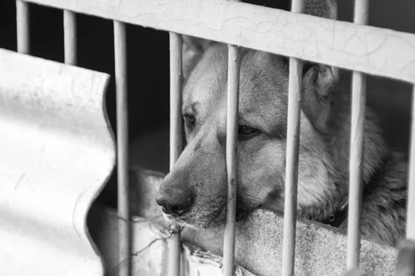 Egy szomorú kutya-ban egy bekerítés. Monokróm fénykép. — Stock Fotó