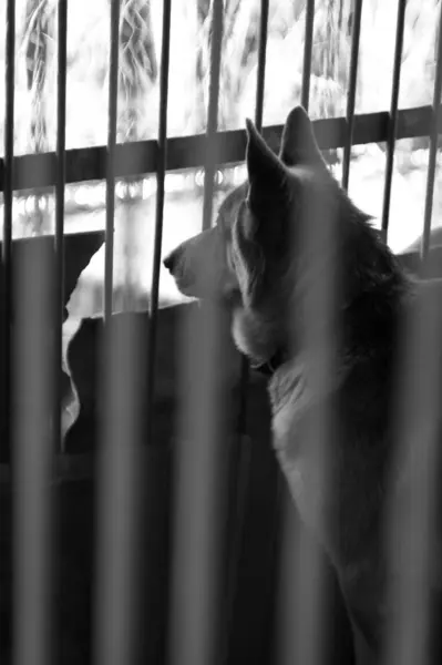 En sorglig hund i en inhägnad. Svartvit bild. — Stockfoto