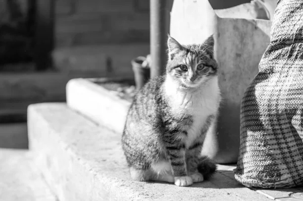 Monochrome photo of cat in the village — Stock Photo, Image