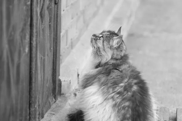 村庄猫的单色照片 — 图库照片