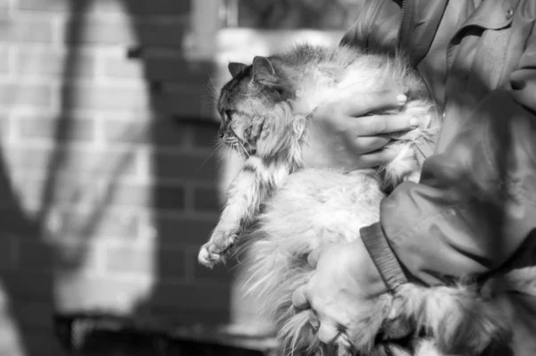 Gato em mãos humanas. Fotografia monocromática . — Fotografia de Stock