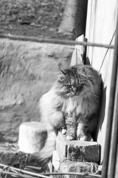 Portrait monochrome de chat — Photo