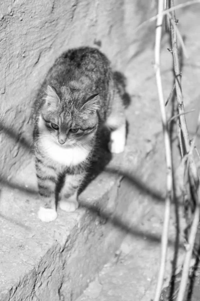 Retrato de gato monocromático — Fotografia de Stock