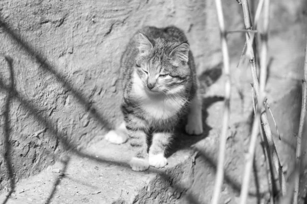 モノクロ猫の肖像画 — ストック写真