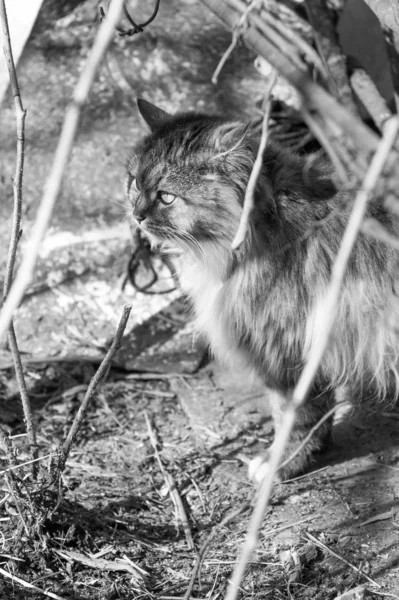 Retrato de gato monocromático — Fotografia de Stock