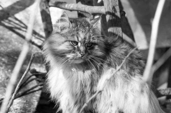Monokrom katt porträtt — Stockfoto