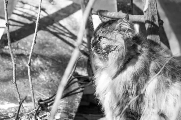 Retrato de gato monocromático — Fotografia de Stock